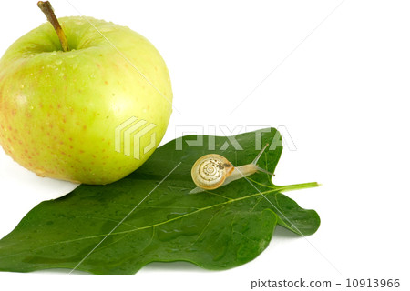 Snail and apple Snail and apple 10913966