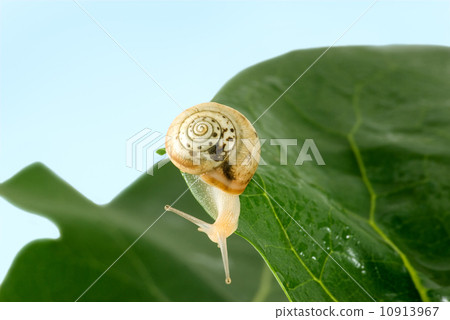 Snail Snail 10913967