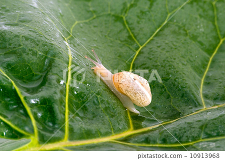 Snail Snail 10913968