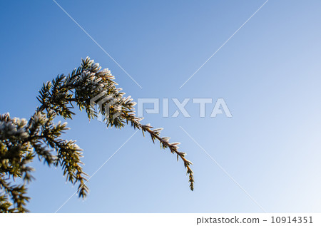 Frosty juniper twigs Frosty juniper twigs 10914351