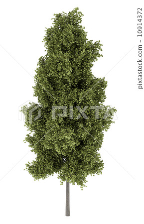 poplar tree isolated on white background poplar tree isolated on white background 10914372