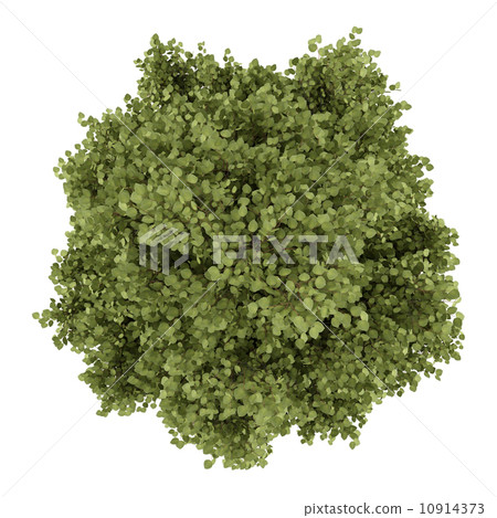 top view of poplar tree isolated on white background top view of poplar tree isolated on white background 10914373