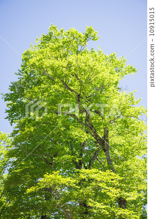 Fresh green of beech forest Fresh green of beech forest 10915015