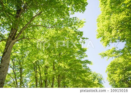 Fresh green of beech forest Fresh green of beech forest 10915016
