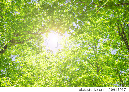 Fresh green of beech forest Fresh green of beech forest 10915017