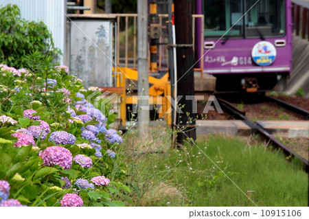 Hydrangea and train 10915106