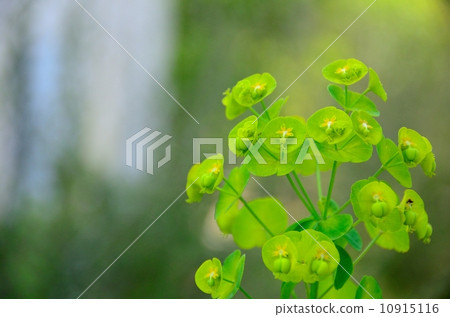 Euphorbia · Amygdaloides · Robiae 10915116