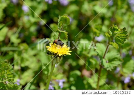 竹草蜂蠟 10915122