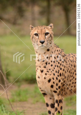 Cheetah 110 10915136