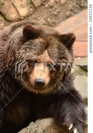 Brown bear Brown bear 10915138