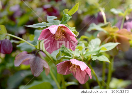 Hellbols Hellbols 10915273