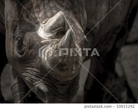 Horn horn 10915292
