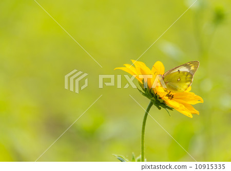 向日葵和猴子昆蟲圖片材料 10915335