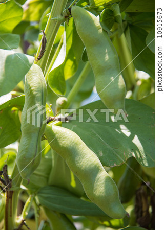Broad bean vegetables picture material 10915673