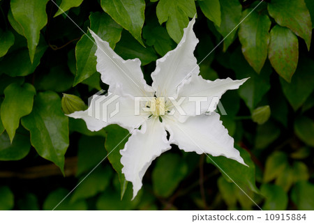 吉莉安布萊茲 吉莉安布萊茲 10915884