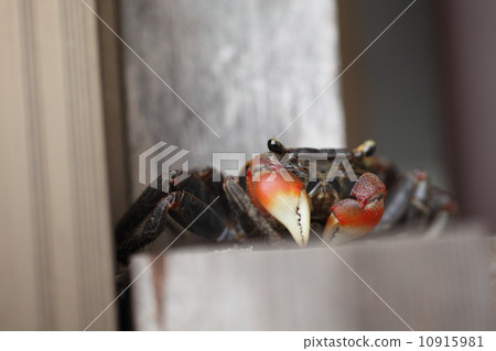 生物有機體 10915981