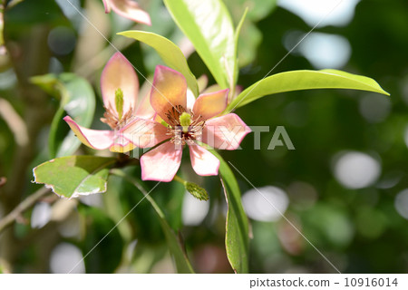 Calata Neo Gata 10916014