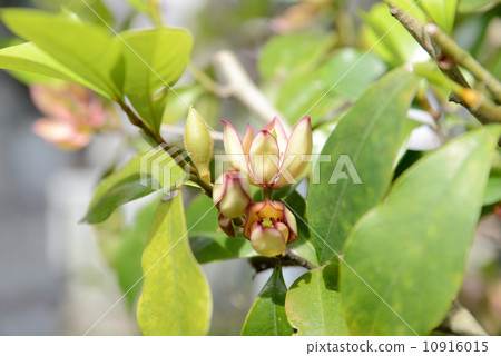 Calata Neo Gata 10916015
