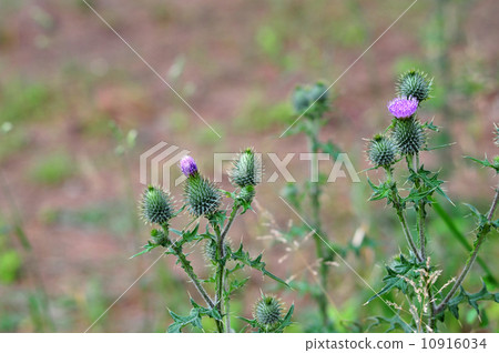 Azami-2 Azami-2 10916034