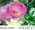 Rose Raubritter 10916217