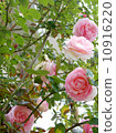 Rose Pierre de Ronsar 10916220