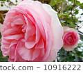 Rose Pierre de Ronsar 10916222