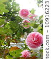 Rose Pierre de Ronsar 10916223