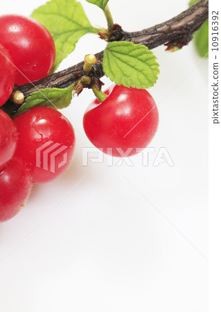 Rurling (Yusura) Rurling (Yusura) 10916392