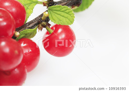 Rurling（Yusura） 10916393