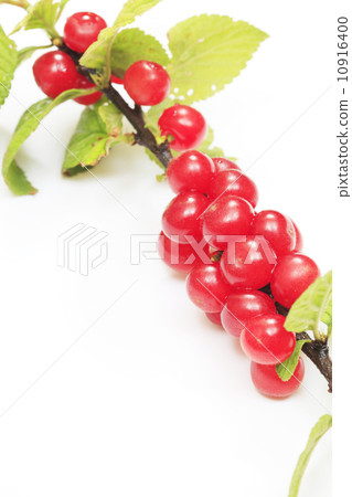 Rurling(Yusura) Rurling(Yusura) 10916400