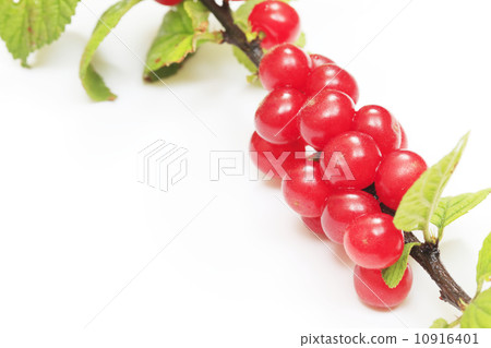 Rurling（Yusura） 10916401