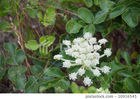 Longevine flower picture material - Stock Photo [10916545] - PIXTA