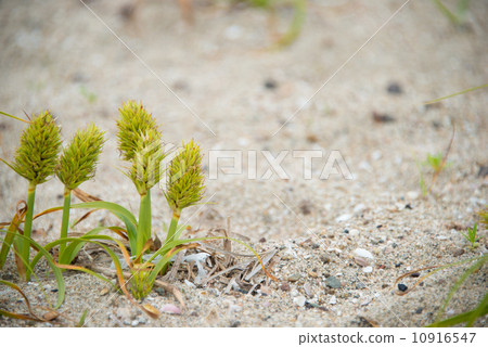 Koubokumi天然植物照片 10916547