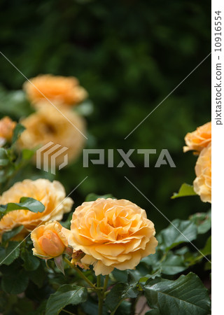 黃色玫瑰花圖片素材 10916554