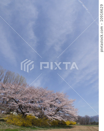 Yoshino cherry tree and redfin tuna Yoshino cherry tree and redfin tuna 10916629