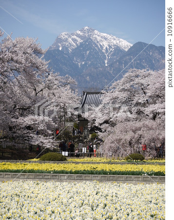 Sayaka Yamakuchi Sayaka Yamakuchi 10916666