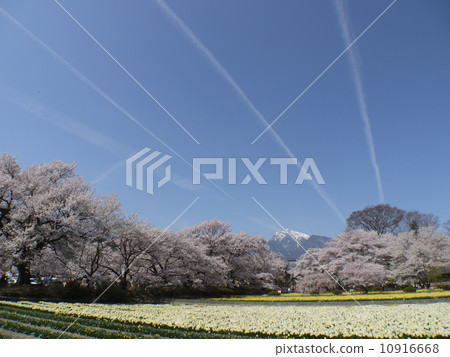 Sayaka Yamakuchi 10916668