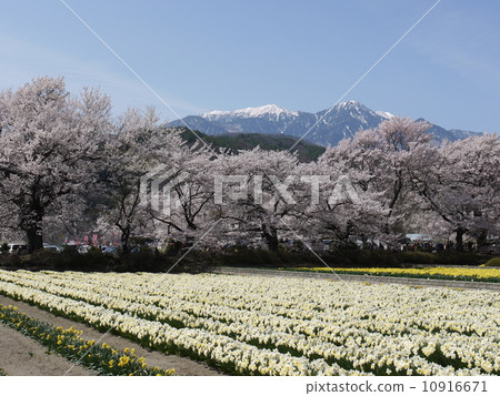 Sayaka Yamakuchi 10916671