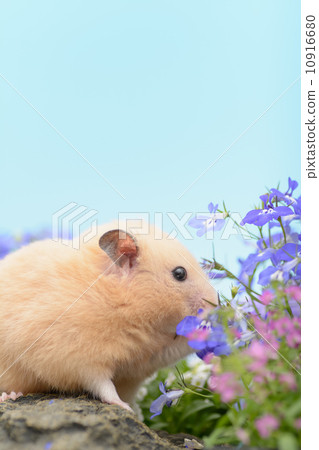 Flower field and kinka hamster 10916680