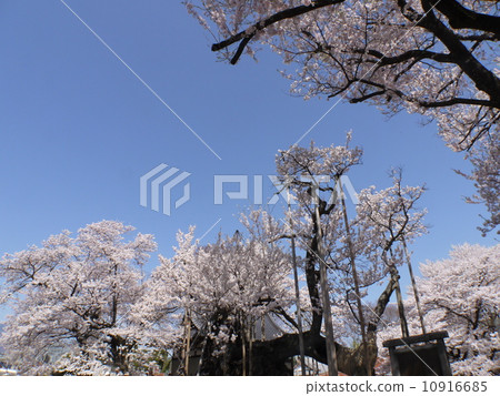 Sayaka Yamakuchi Sayaka Yamakuchi 10916685