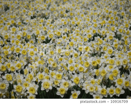 實際寺廟的黃水仙 10916709