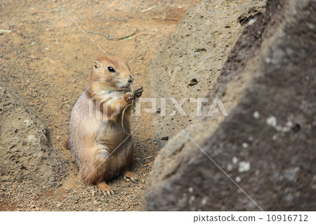 What shall I make? What shall I make? 10916712