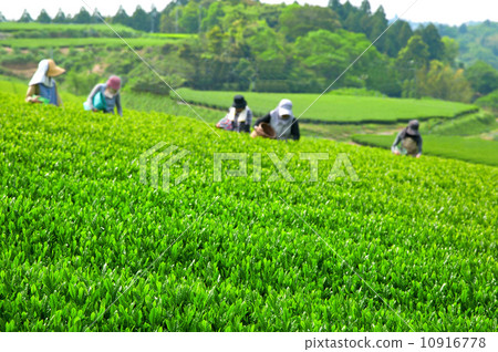 Japanese tea picking Japanese tea picking 10916778