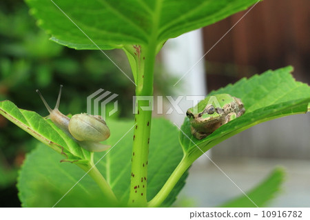 Snail and rain frog 20 10916782
