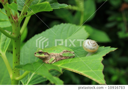 Snail and rain frog 51 10916783
