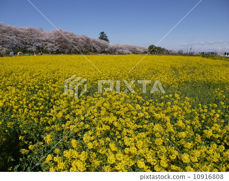 Gyodo Temple Cherry blossom row tree 10916808