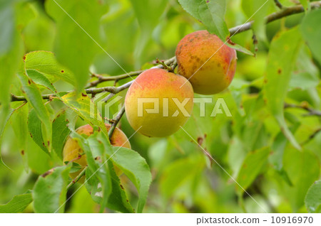 梅果 梅果 10916970