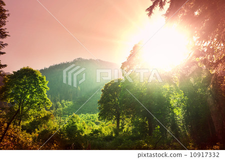 Tropical forest 10917332