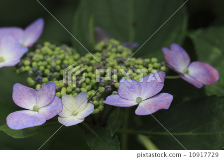  hydrangea 10917729
