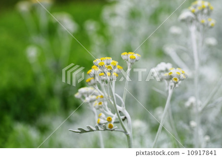 Shirota aegi 10917841